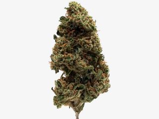 Zkittlez - 13% CBD Big & Medium Buds - Indoor, 5Gr