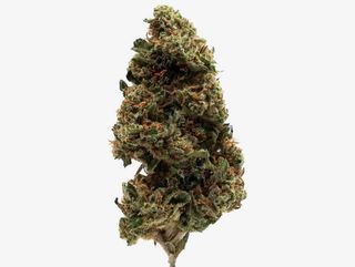 Zkittlez - 13% CBD Big & Medium Buds - Indoor, 1Gr