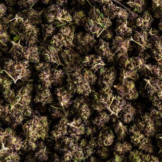 Ultra Pink Mini Buds - 14,80% CBD - Greenhouse, 10gr
