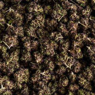 Ultra Pink Mini Buds - 14,80% CBD - Greenhouse, 25gr