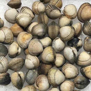 Berberrechos 250 gramos 