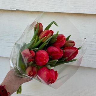 Tulipanes rojos