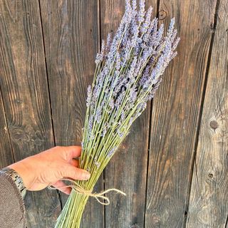 Lavanda seca