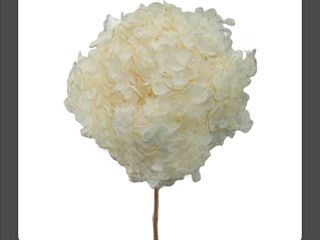 Hortensia preservada blanca