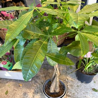 Pachira aquatica -árbol del dinero -arbol de la suerte