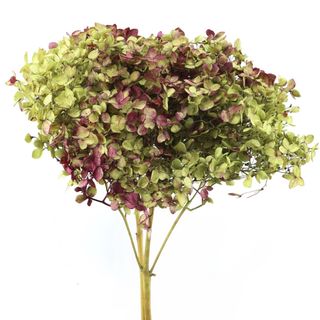 Hortensia preservada