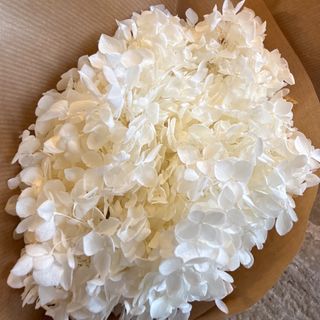 Hortensia preservada blanca