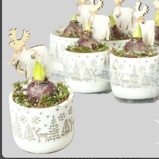 Composición Christmas Jacinto