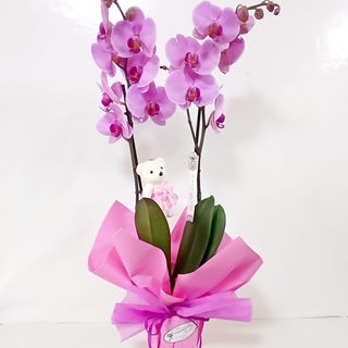 Fhalenosis Orquídea ( color, según existencias: rosa, fucsia,blanca,etc.