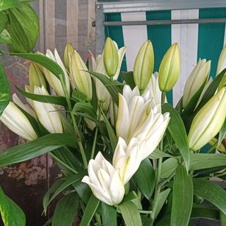 Pack 3 tallos lilium perfume