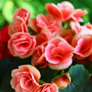 Planta de begonia