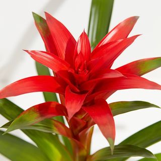 Planta Guzmania