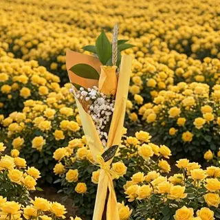 Rosa amarilla individual