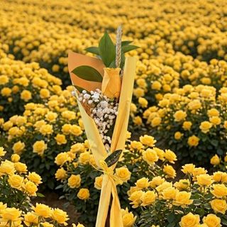 Rosa amarilla individual