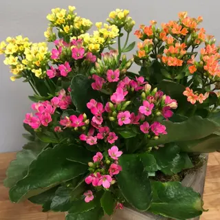 Planta de kalanchoe