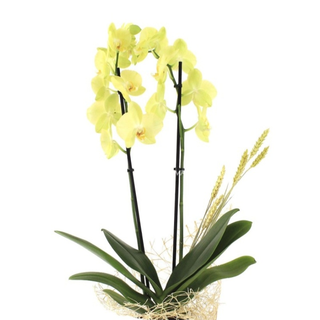 Orquídea amarilla