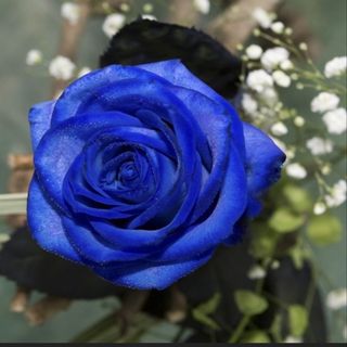 Rosa azul individual