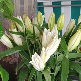 Ramo lilium blanco perfume