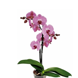 Orquídea rosa