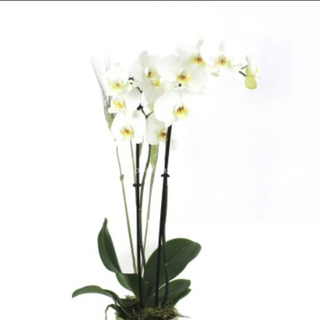 Orquídea blanca