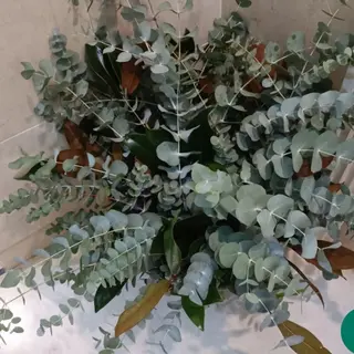 Pomo eucalipto