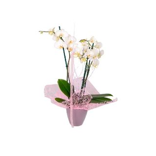 ORQUÍDEAS SUTILEZA
