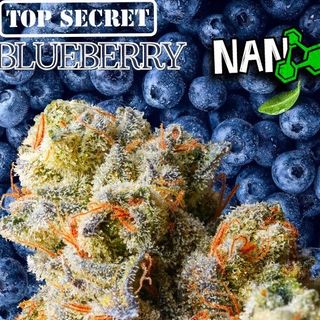 Cogollo de Flor Nano 9 x Top Secret Blueberry CBD al 67% 3G
