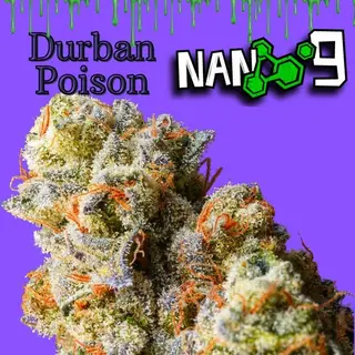 Cogollo de Flor Nano 9 x Durban Poison CBD al 75% 2G