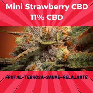 Cogollo de Flor Mini Strawberry CBD 11% 10G