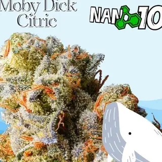 Cogollo de Flor MobyDick Citric x Nano 10 CBD al 61% 3G