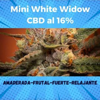 Cogollo De Flor Mini White Widow CBD AL 16% 50 GRAMOS