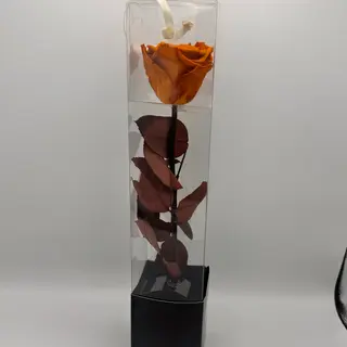 Rosa preservada Naranja