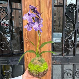 Orquídea Artificial en Kokedama