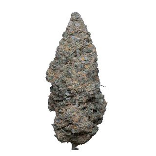Slurp Hidropónica - 10 gr