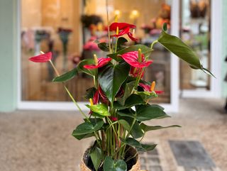 Anthurium Rojo