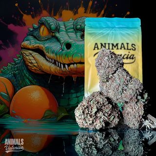 5Gr Cali Orange GreenHouse CBD