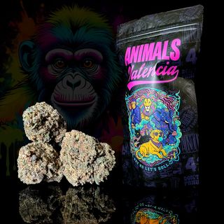 10Gr Bubbabob GreenHouse CBD