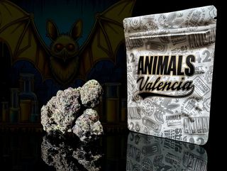 5Gr Wedding Cake Hidroponica CBD