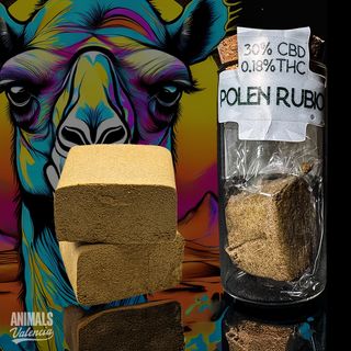 1Gr Hash Polen Rubio Gold CBD