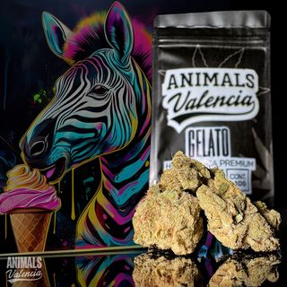 Gelato Hidroponica CBD 5Gr