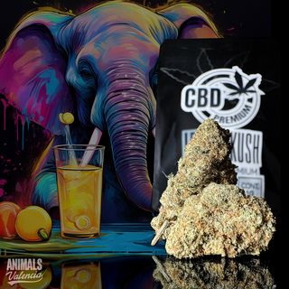 Lemon Kush Indoor CBD 5Gr