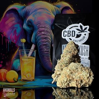 Lemon Kush Indoor CBD 10Gr