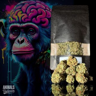 50Gr MiniFlores Amnesia GreenHouse Cbd