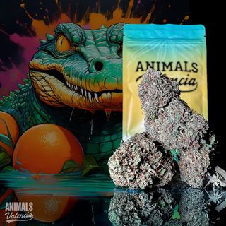 1Gr Cali Orange GreenHouse CBD