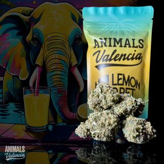 10Gr MiniFlores Lemon Sorbet GreenHouse Cbd