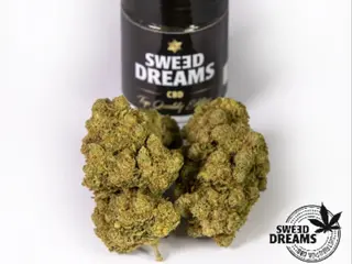 Amnesia Hidroponica 2,5Gr