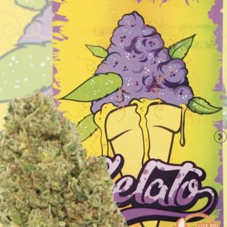 Gelato Hidropónica 10G