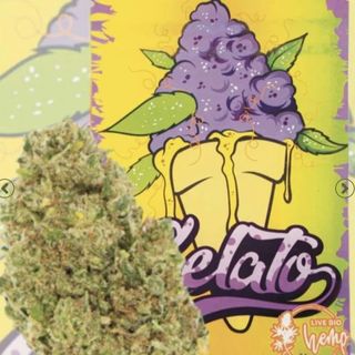 Gelato Hidropónica 2G