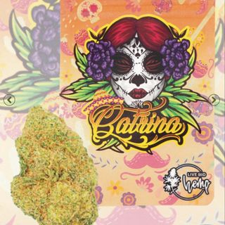 Catrina INDOOR 2G