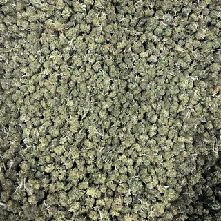 Mini Bud 50G (genética aleatoria)